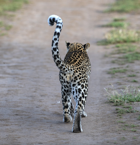 uganda queenelizabethnationalpark nationalpark leopard