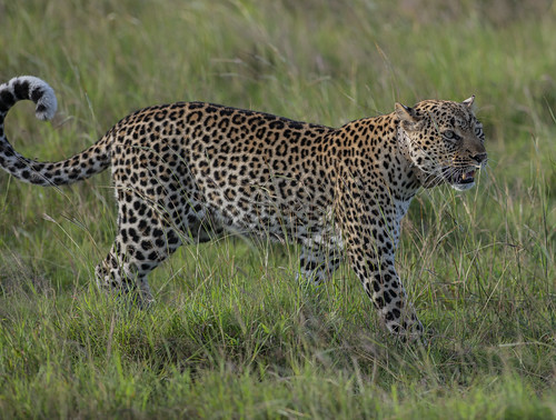 uganda queenelizabethnationalpark nationalpark leopard