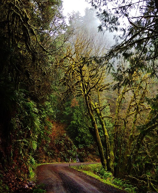 Oregon Coast Rainforest Winter Moss