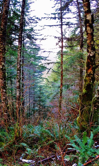Oregon Coast Rainforest (1600ft elevation)