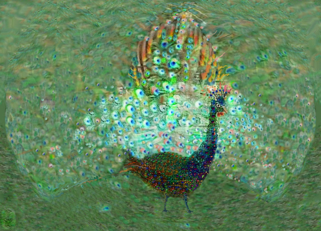 peacock | OLYMPUS DIGITAL CAMERA | Marta Konicki | Flickr
