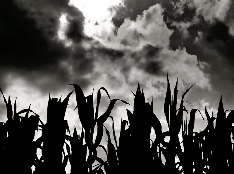 Fall Corn, Cass County 11/87