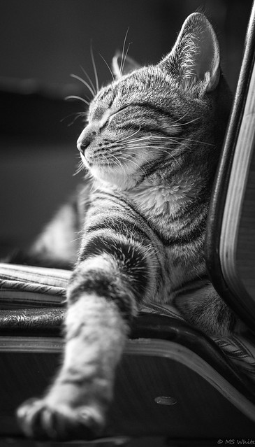 Cat Stretch Yoga on furniture...Happy Caturday!