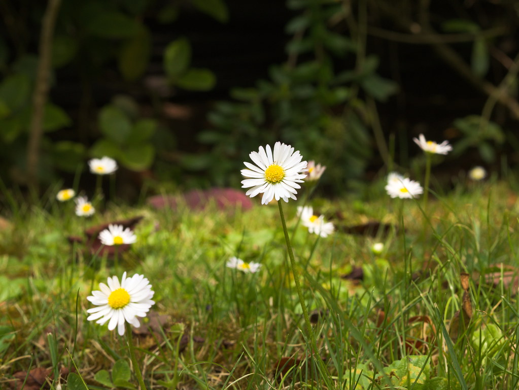 Margarita (Bellis perennis). | Common daisy - lawn daisy. Ro… | Flickr