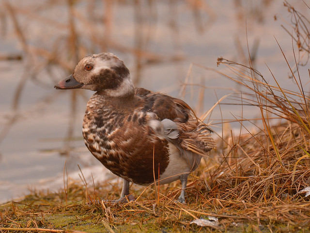 Long-tailed Duck......