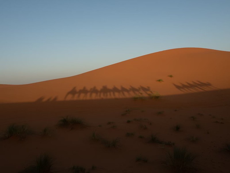 サハラ砂漠とラクダの影