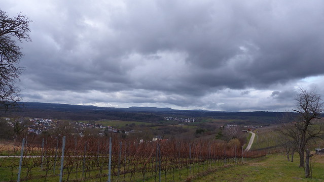 Klepberg - Blick vom Weinberg zum Schwarzwald / view to the Black Forest