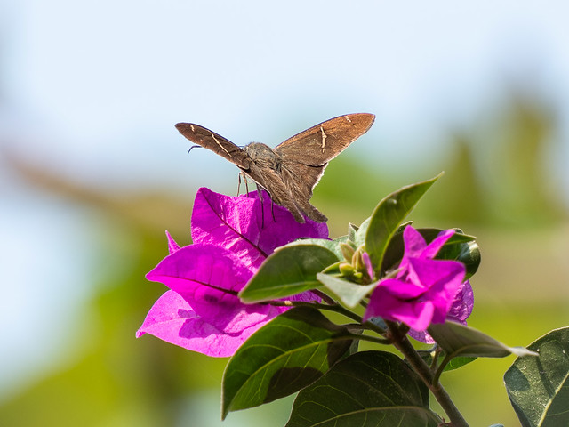moth on Bougainvillea