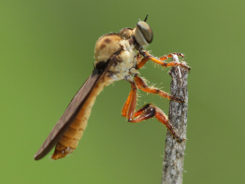 insect diptera asilidae trigonomiminae holcocephala robberfly iowa bugguidegathering2011 canonef100mmf28macrousm flydayfriday inaturalist