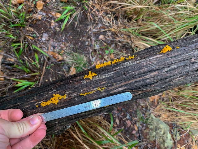 Witch's Butter Fungus