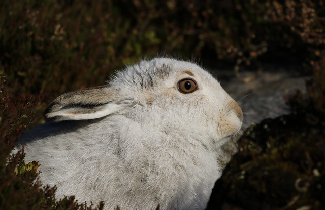 Mountain Hare. (1 of 5)