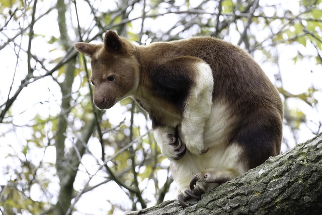 Goodfellows Tree Kangaroo