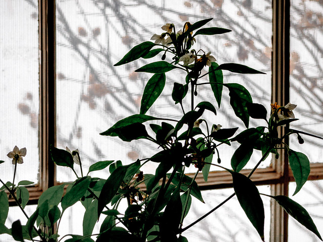 plants at a window on a snowy afternoon