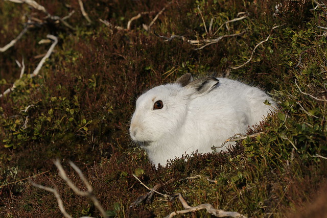 Mountain Hare. (1 of 5)