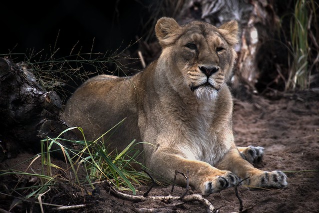 Portrait of Asian female lion.