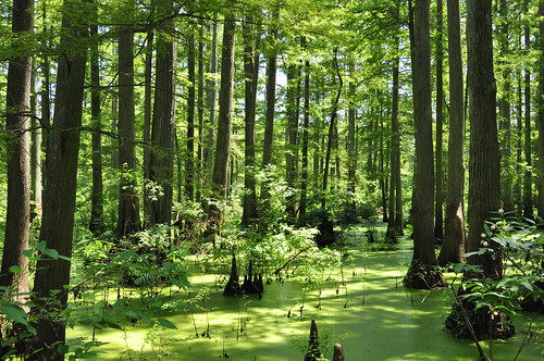 jmstrain illinois cacheriverwetlands usa landscape swamp