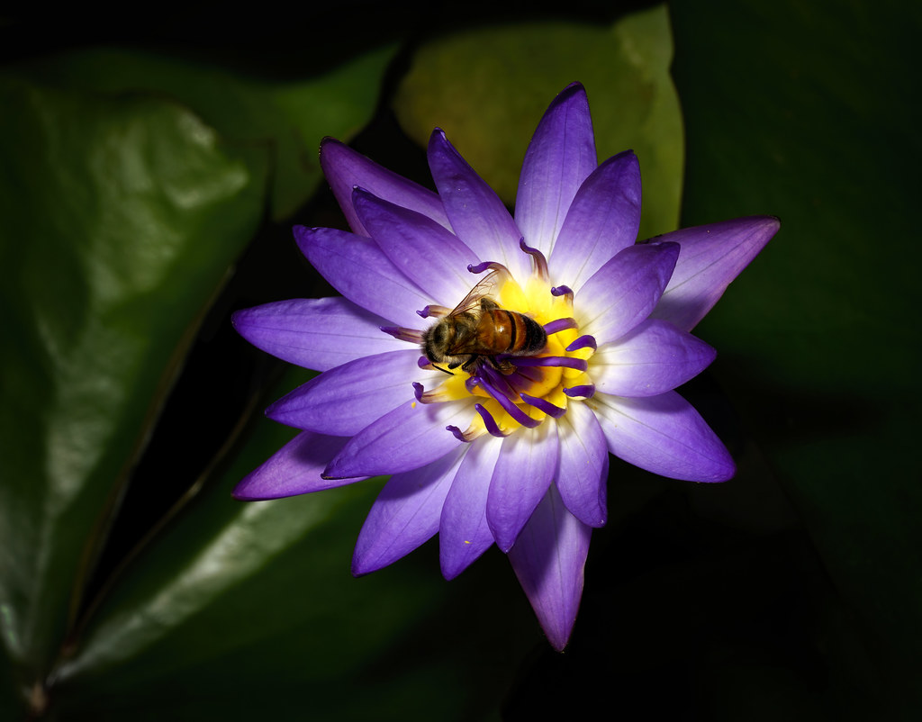 Purple Waterlily with Bee.