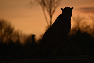 Cheetah Silhouette