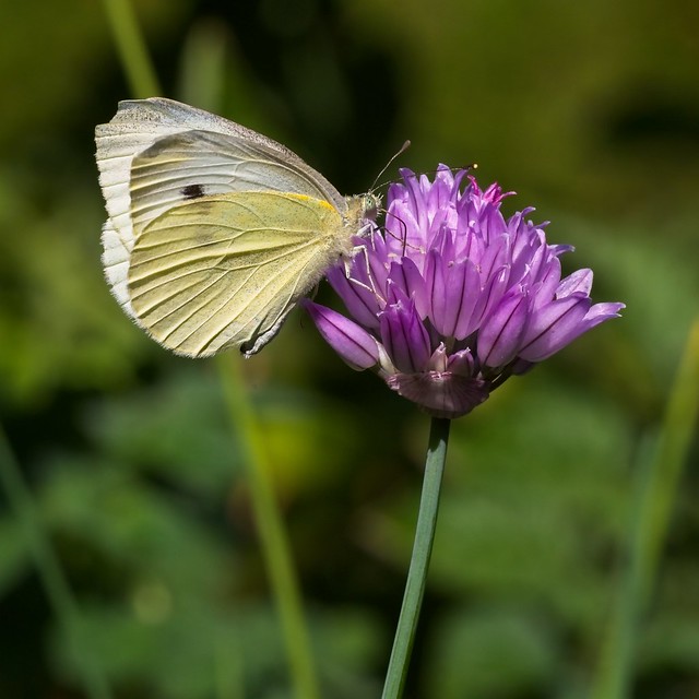 Cabbage White on Chive Blossom