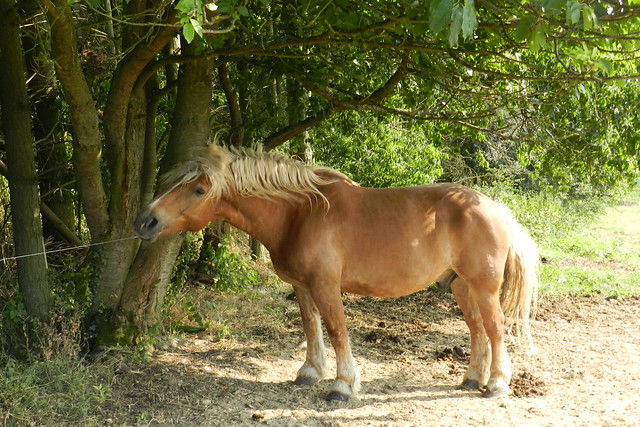 caballo fauna del sendero de St. Goar a Dorscheid Valle del Rin Alemania