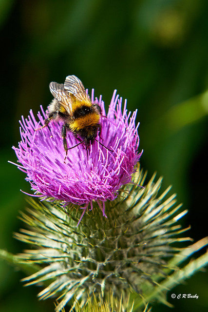 Bumble-bee on a thistle.