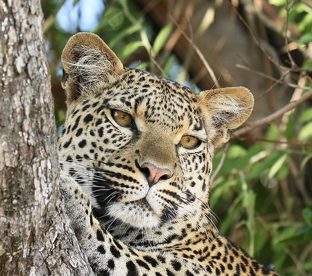 Leopard Marothodi - Moremi Game Reserve - Delta of Okavango - Botswana -