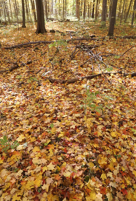 Autumn's Carpet