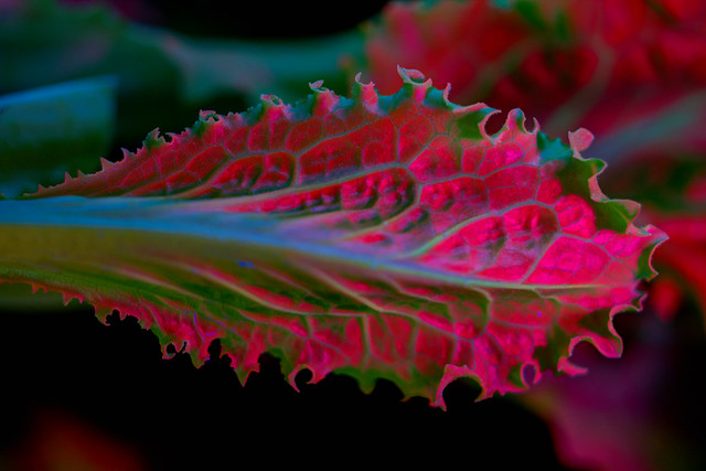 Leaf lettuce. Macro. Fluorescence