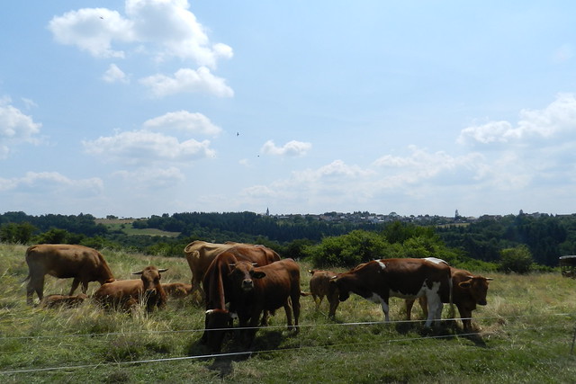 vacas fauna del sendero de St. Goar a Dorscheid Valle del Rin Alemania