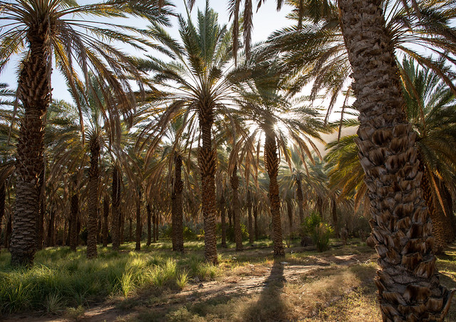 Palm trees in an oasis, Al Madinah Province, Alula, Saudi Arabia