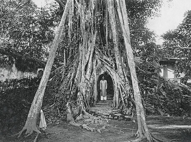 1924 - Banian sacré à Cổ Loa, dans l’ancienne province de Phúc Yên