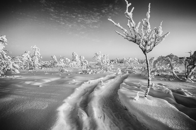 The Frozen Forest