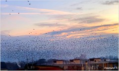 Il volo degli storni - The flight of starlings