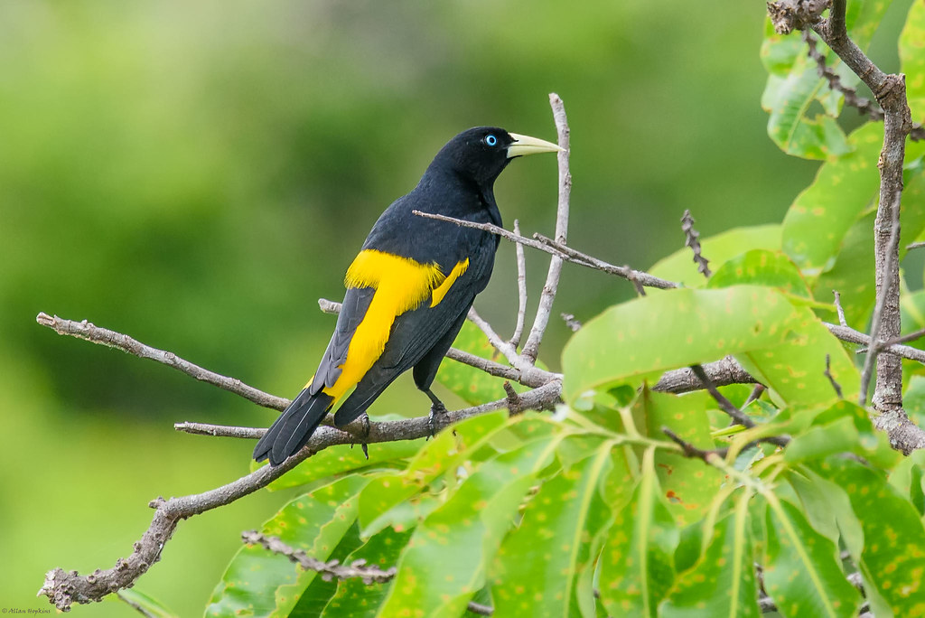 Black Birds with Yellow Beaks in  Yellow-rumped Cacique