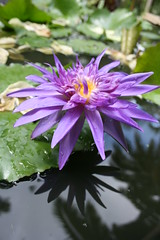 Blauer Lotus in Hunte's Garden