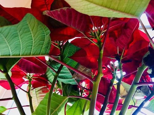 baltimore maryland plants poinsettia leaves vibrant iphone hss cmwd