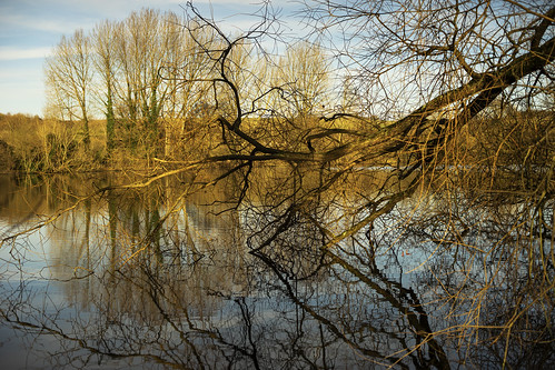 sonyα7ii 120picturesin2020 wiltshire langfordlakes langford lake water trees reflections wetreflections landscape autochinon50mmf14kmount manualfocus 6atthewatersedge 6