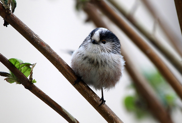 Long-Tailed Tit.