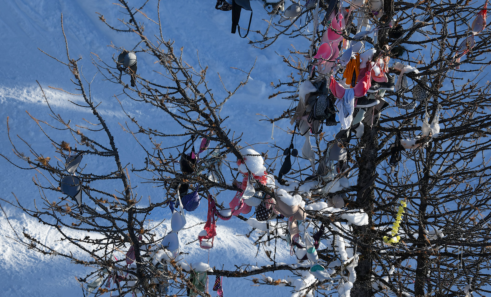 Bras Grow on Trees!, I guess the ladies at Sunshine Ski Res…