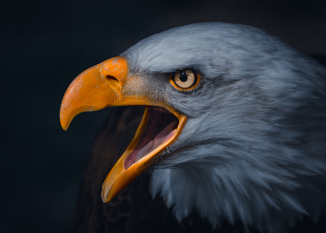 Atmospheric Portrait of a Bald Eagle