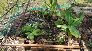 Garden bed check January 2020