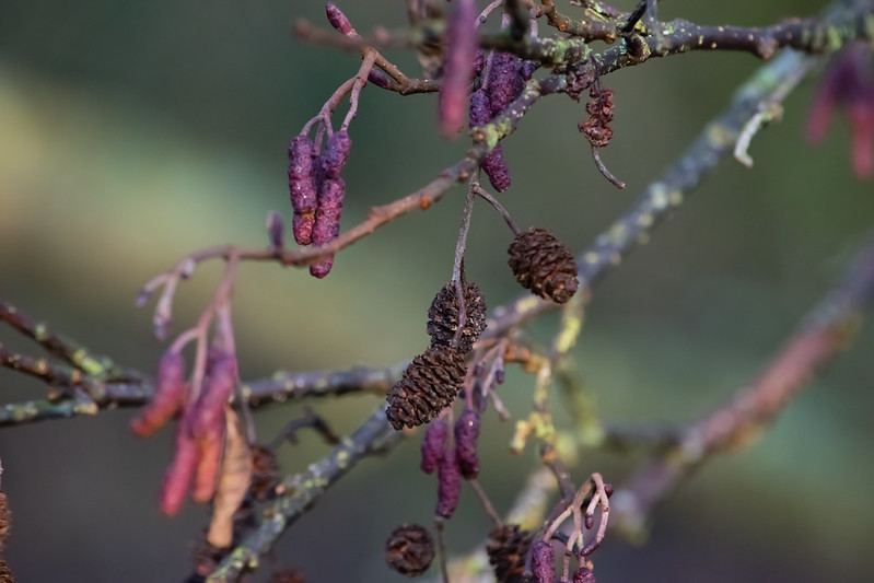 Catkins and seeds together