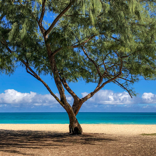 tree tropical beach hawaii ocean view blue pacificocean snapseed square scenicwater beacheslandscapes