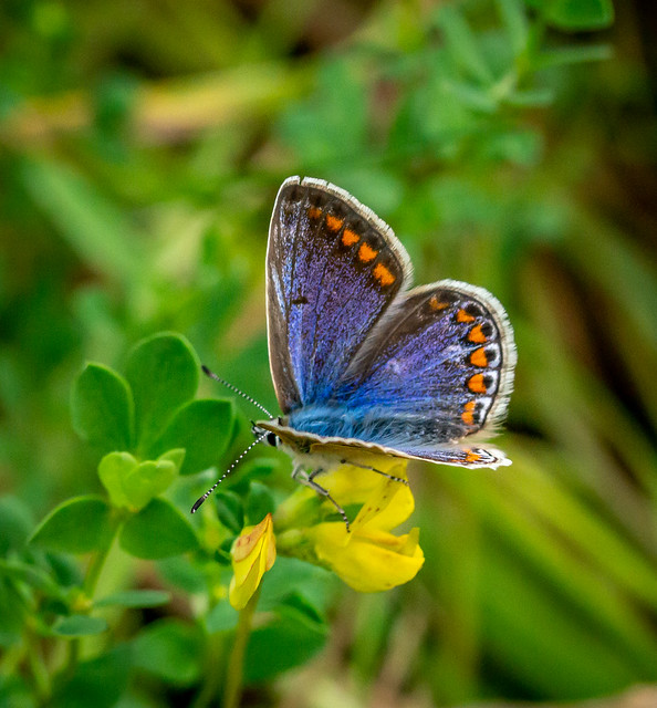 Common blue female Butterfly