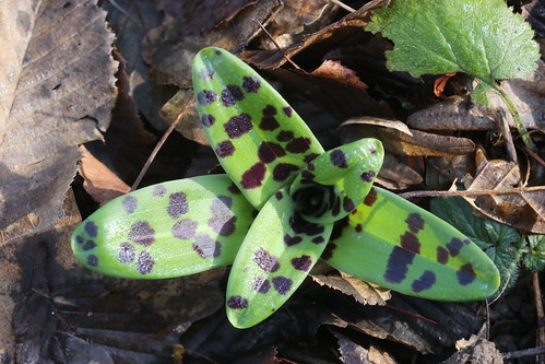 Early Purple Orchid rosettes