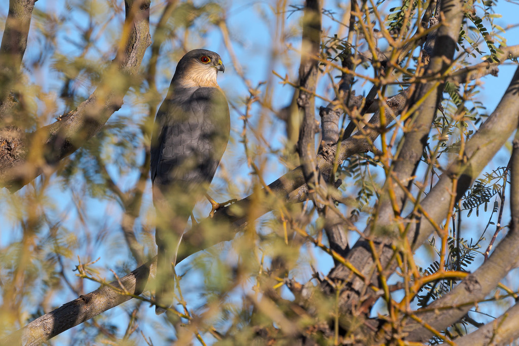 A sharp-shinned hawk perches in a tree in our backyard in Scottsdale, Arizona in January 2020