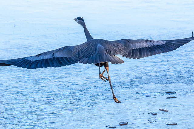 Great blue heron running on ice