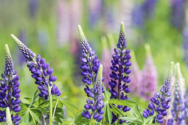 Lupines_5479