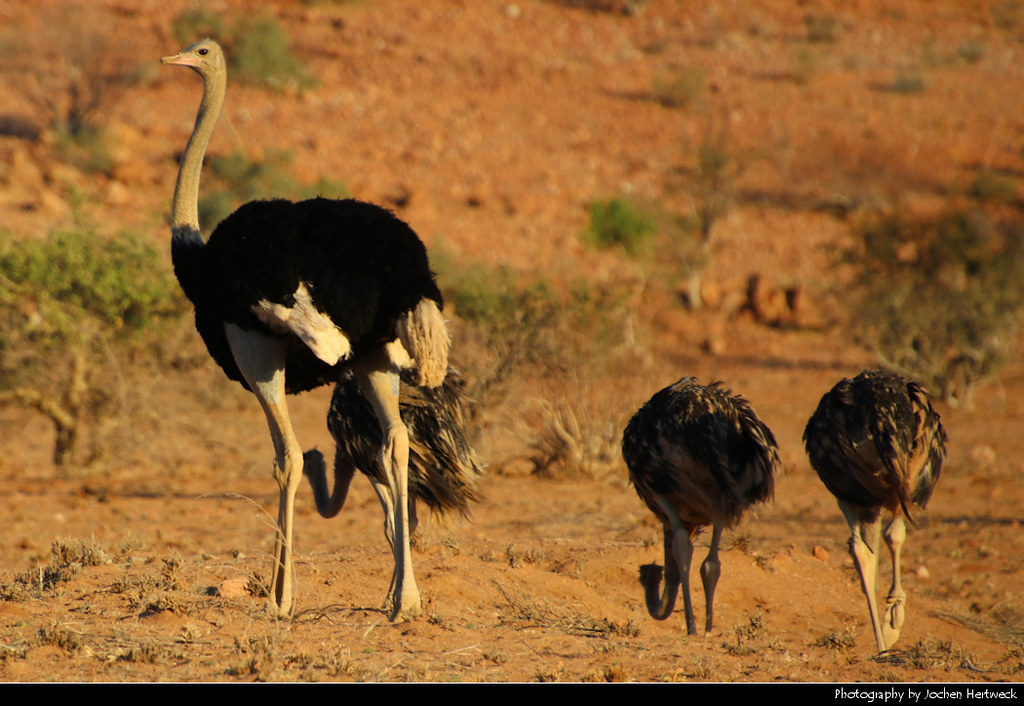 Ostrich family, along C35, Namibia