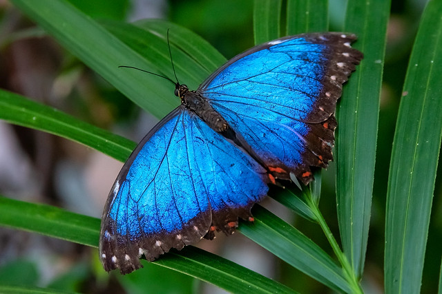 Blue Morpho Buttefly..